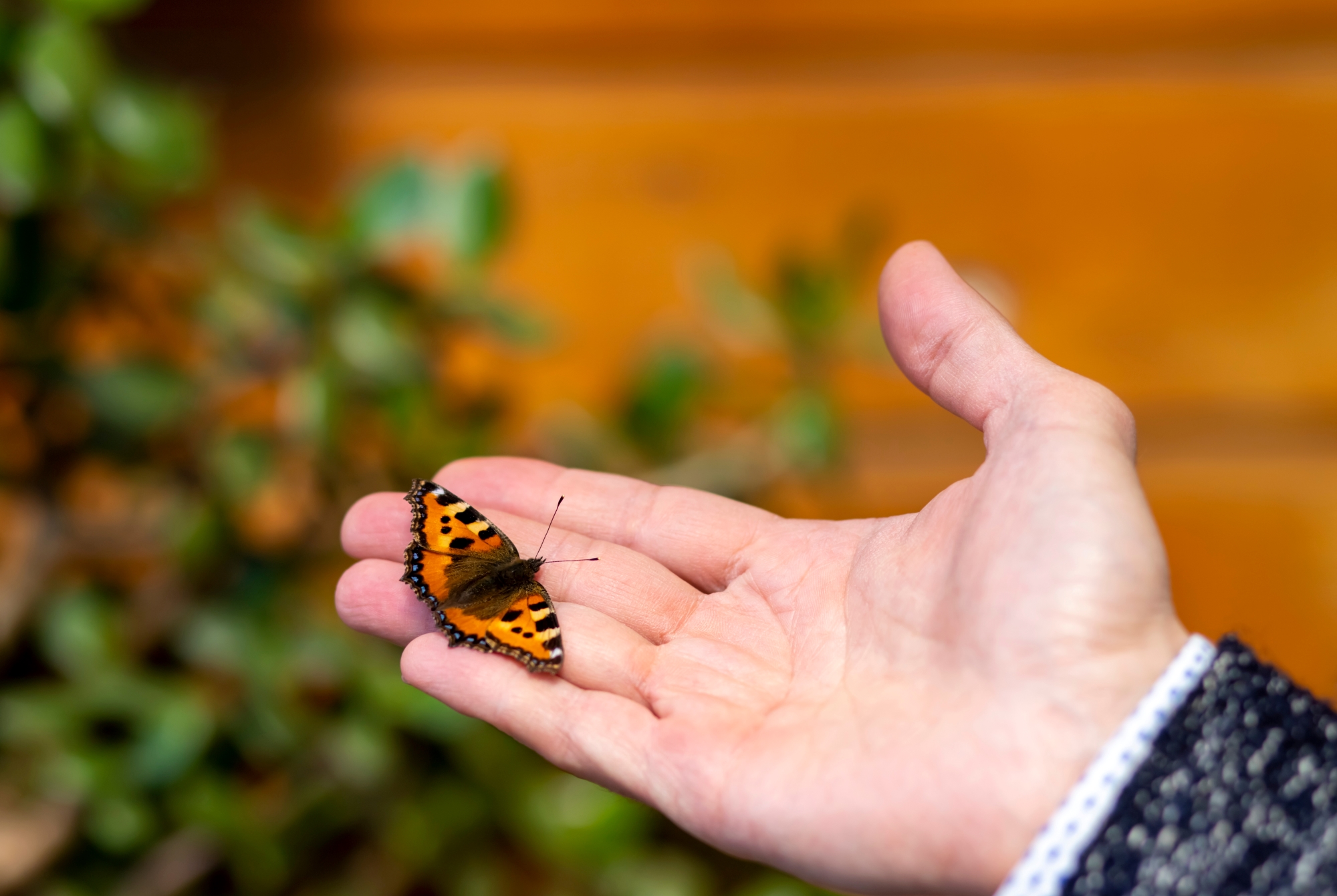 Парк живых тропических бабочек Butterfly Garden