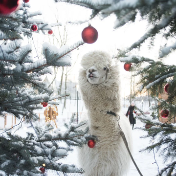 Посещение «Городской фермы» на ВДНХ в выходные со скидкой 20%