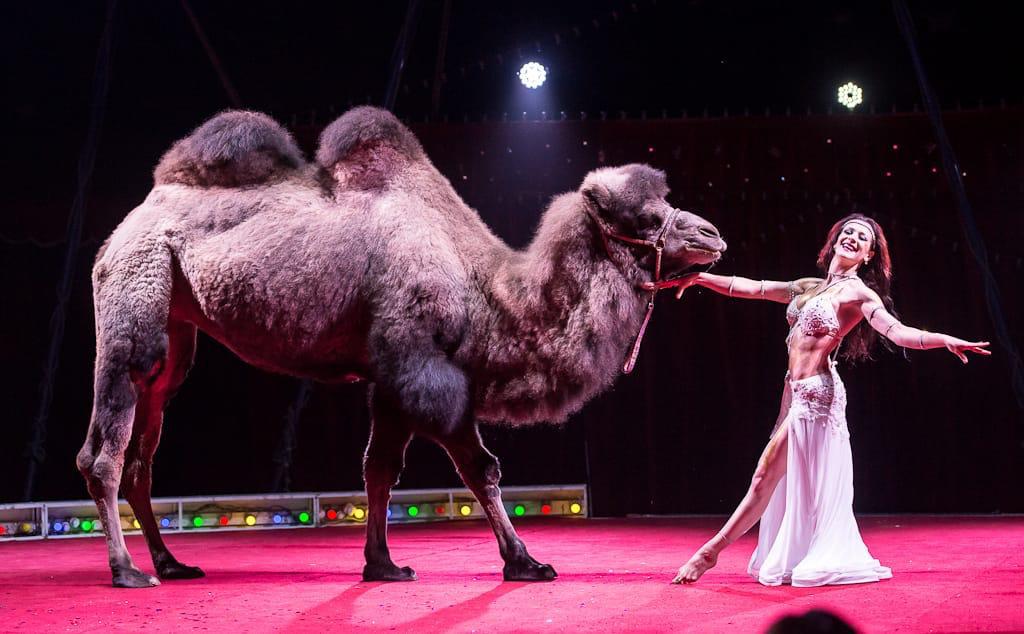 Шоу «Новогодняя ёлка в Цирке» со скидкой 30%