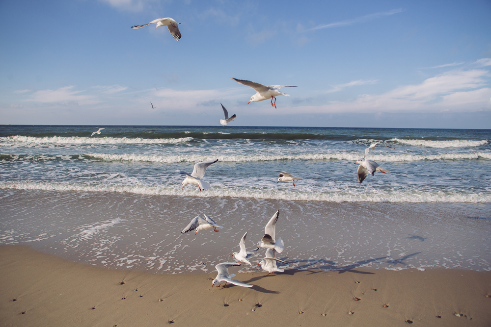 Автобусно-пешеходная экскурсия «Балтийск и Балтийская коса: к самой западной точке России» Автобусно-пешеходная экскурсия «Балтийск и Балтийская коса: к самой западной точке России» со скидкой 20%