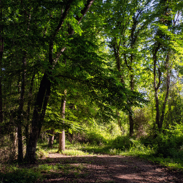 Экскурсия в Самурский лес