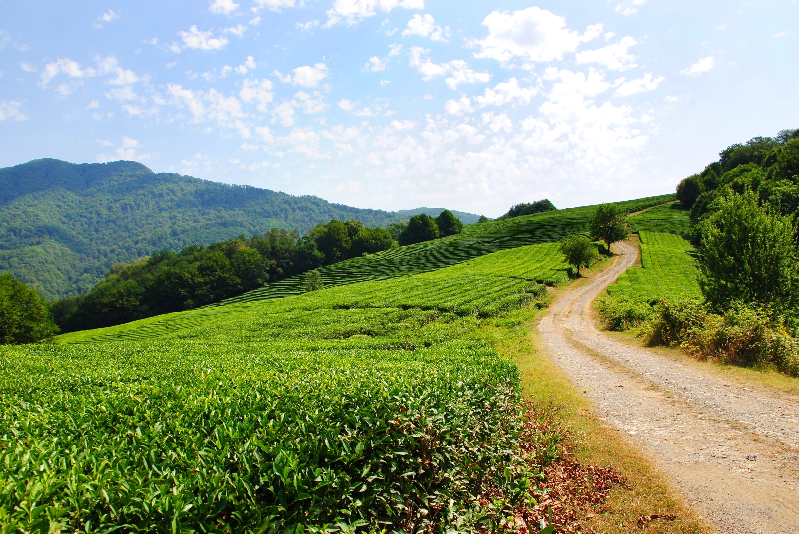 Экотур в долину Мацеста с посещением чайной плантации