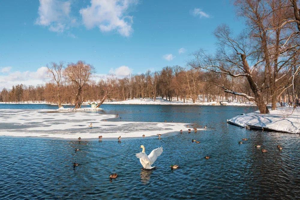 Какие пригородные парки Петербурга можно ещё посетить бесплатно: Петергоф, Царское село, Павловск, Гатчина