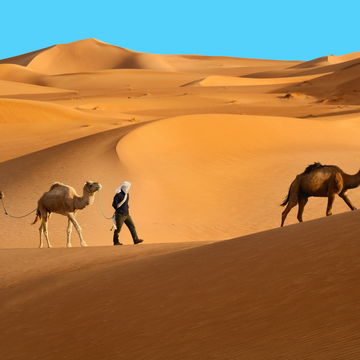 Утреннее сафари в Дубае