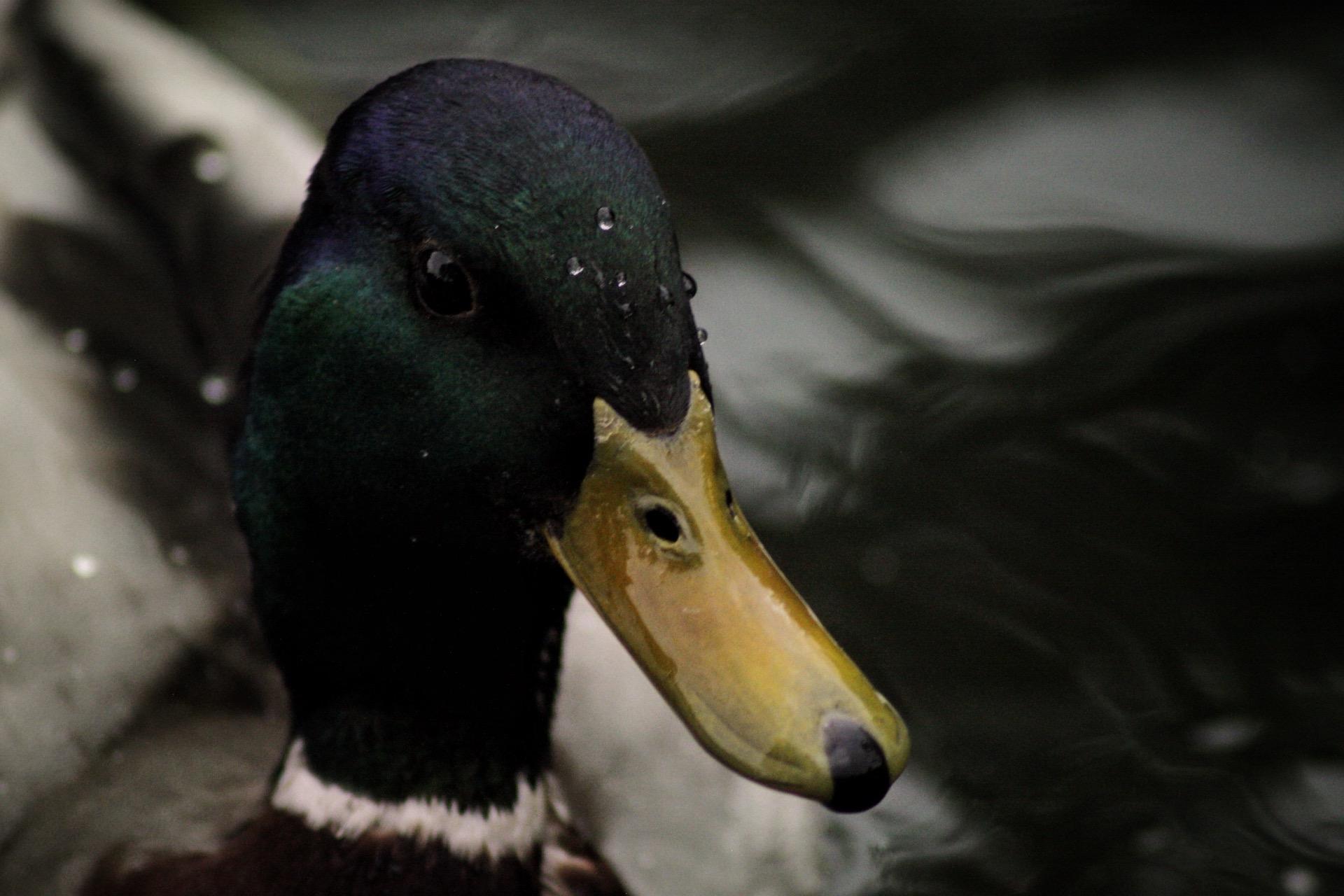 В Петербурге посчитают водоплавающих птиц