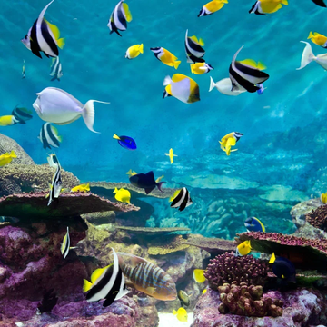 Санкт-Петербургский Океанариум