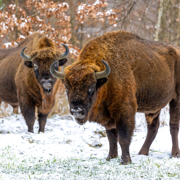 Трансфер из Бреста в Беловежскую пущу и обратно