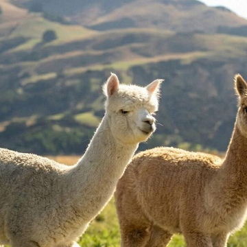 Автобусная экскурсия «Ферма альпак»