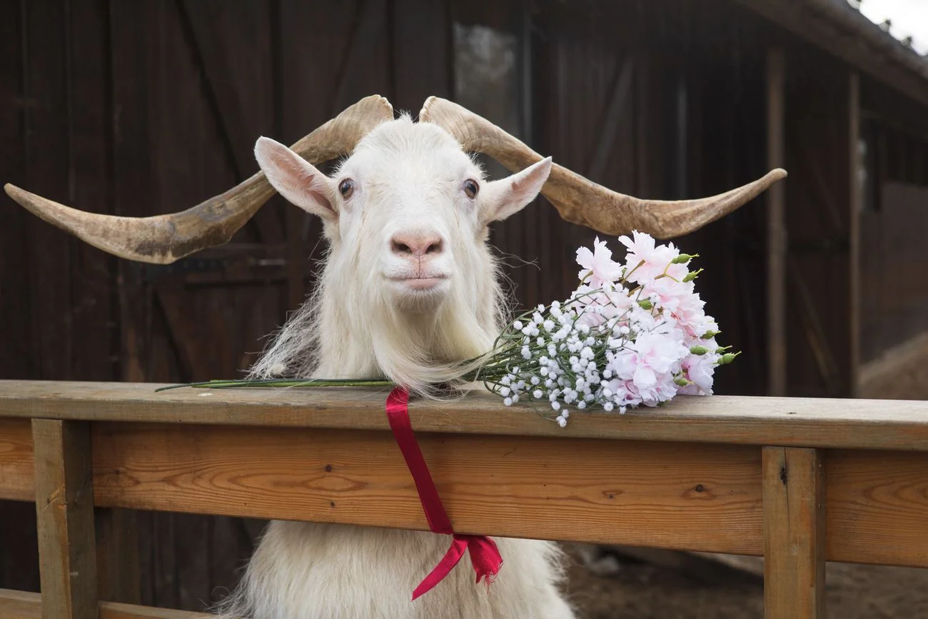 Посещение «Городской фермы» на ВДНХ в будни Посещение «Городской фермы» на ВДНХ в будни со скидкой 20%