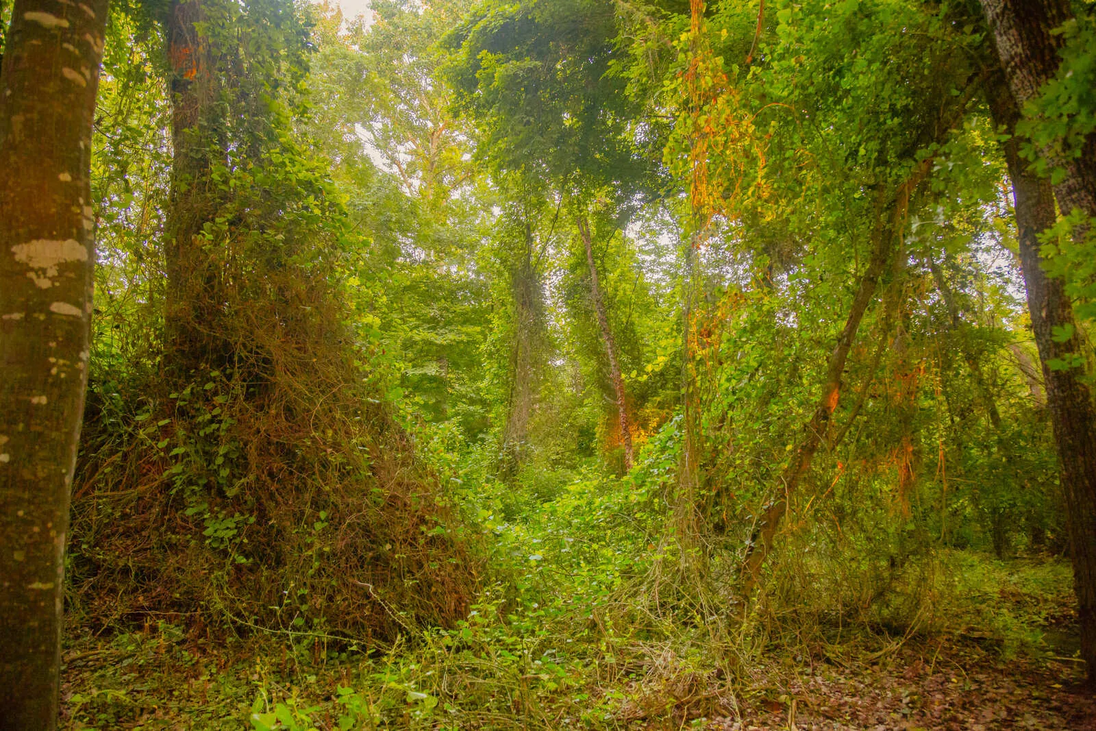 Автобусная экскурсия в Самурский лес со скидкой 20%