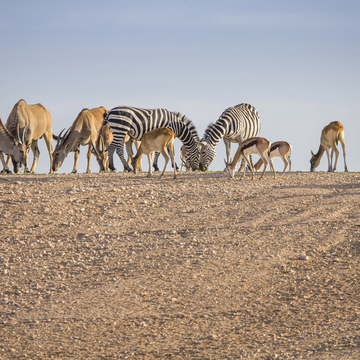 Зоопарк Dubai Safari Park с туром по тарифу Explorer