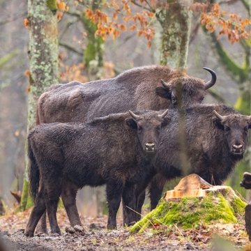 Трансфер из Бреста в Беловежскую пущу и обратно