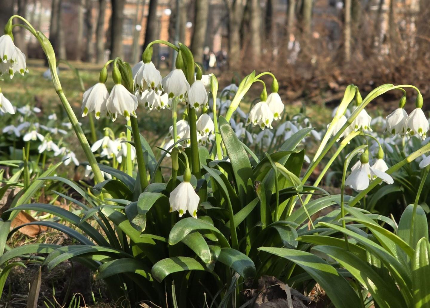 День подснежника в Ботаническом саду СПб: дата и программа