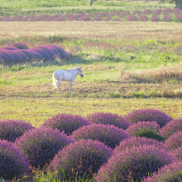 Экскурсия по лавандовым полям и на озеро Салда со скидкой до 24%