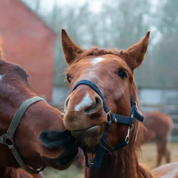 Часовая конная прогулка со скидкой 50%