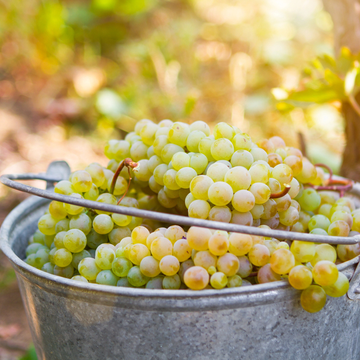 Сбор винограда на Ртвели со скидкой 20%