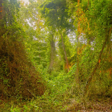 Автобусная экскурсия в Самурский лес со скидкой 20%