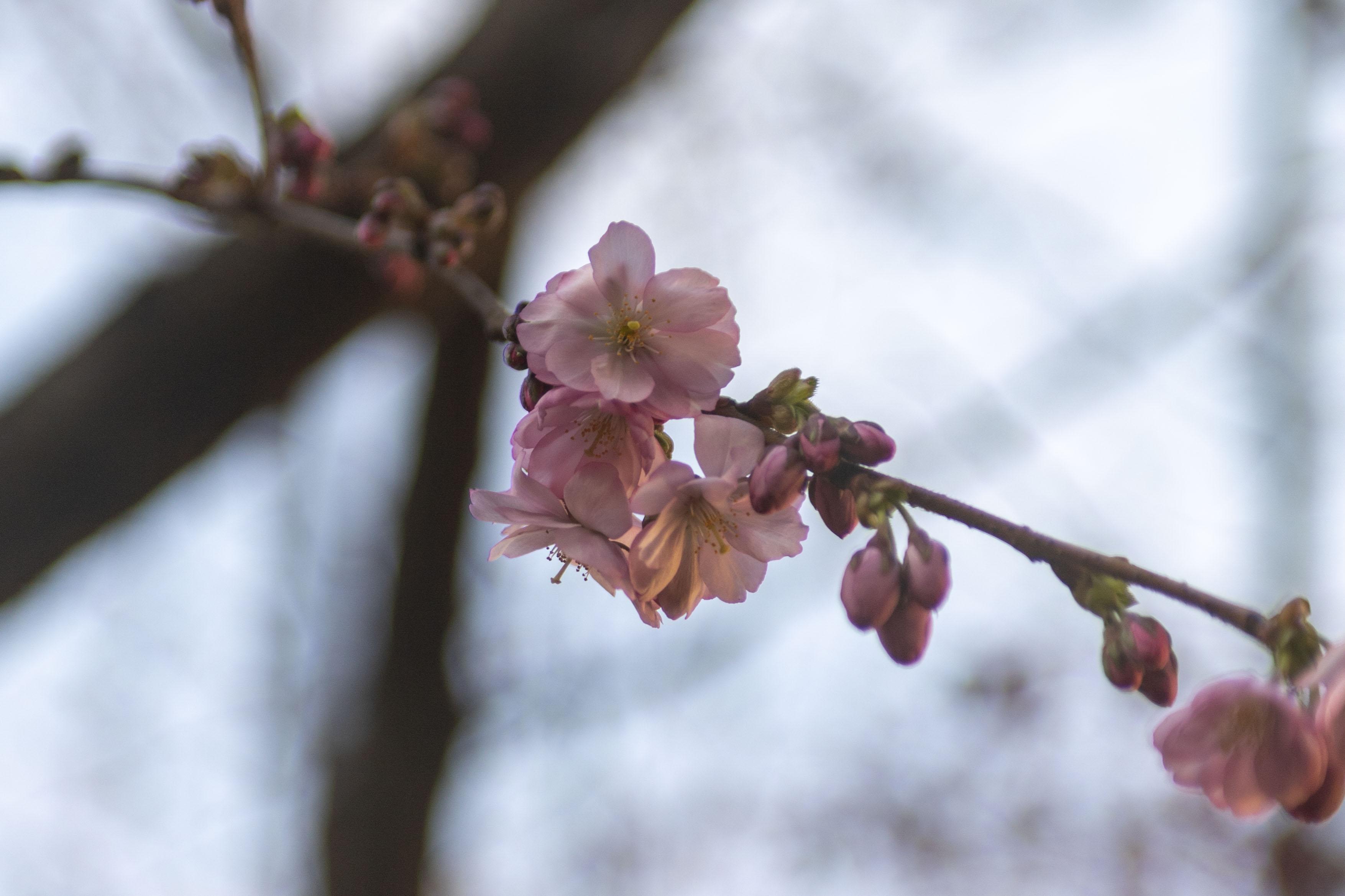 Сакура в Ботаническом саду Петербурга зацвела 21 апреля 2026