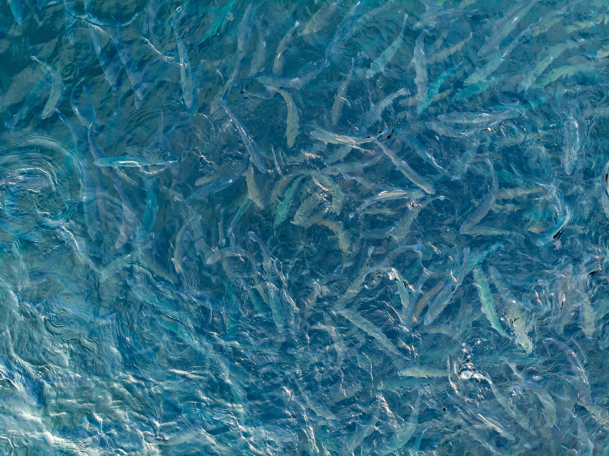 Индивидуальная экскурсия на осетровую ферму со скидкой 20%