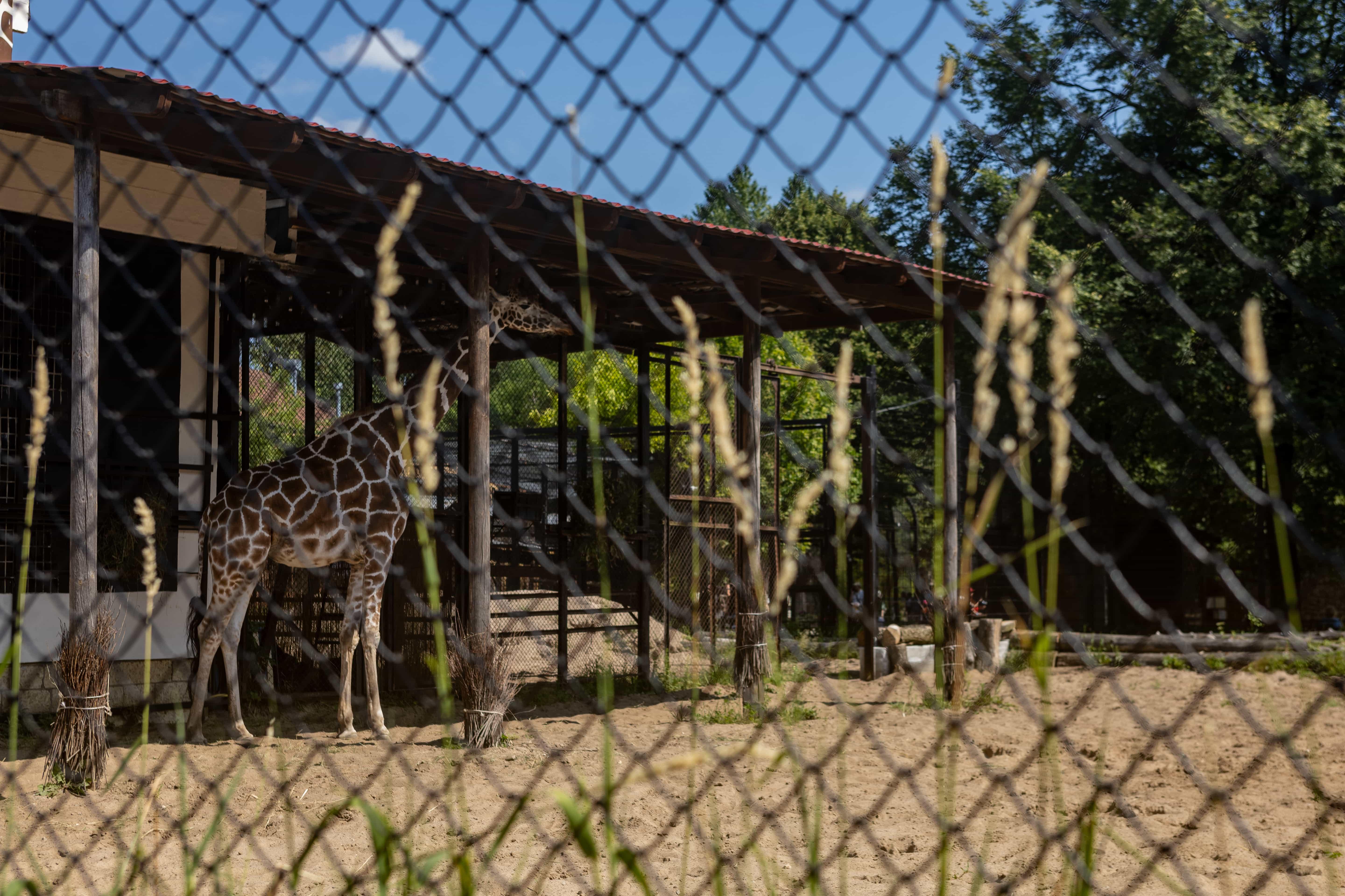 Ленинградский зоопарк изменит режим работы с 28 марта 2026