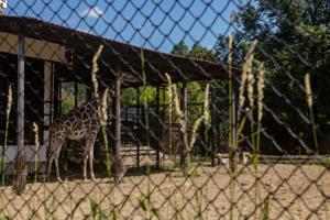 Ленинградский зоопарк изменит режим работы с 28 марта 2026