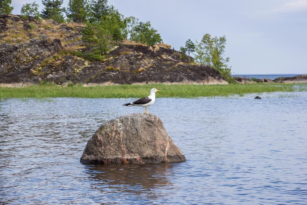 Заказники Ленинградской области временно закроют в апреле 2026