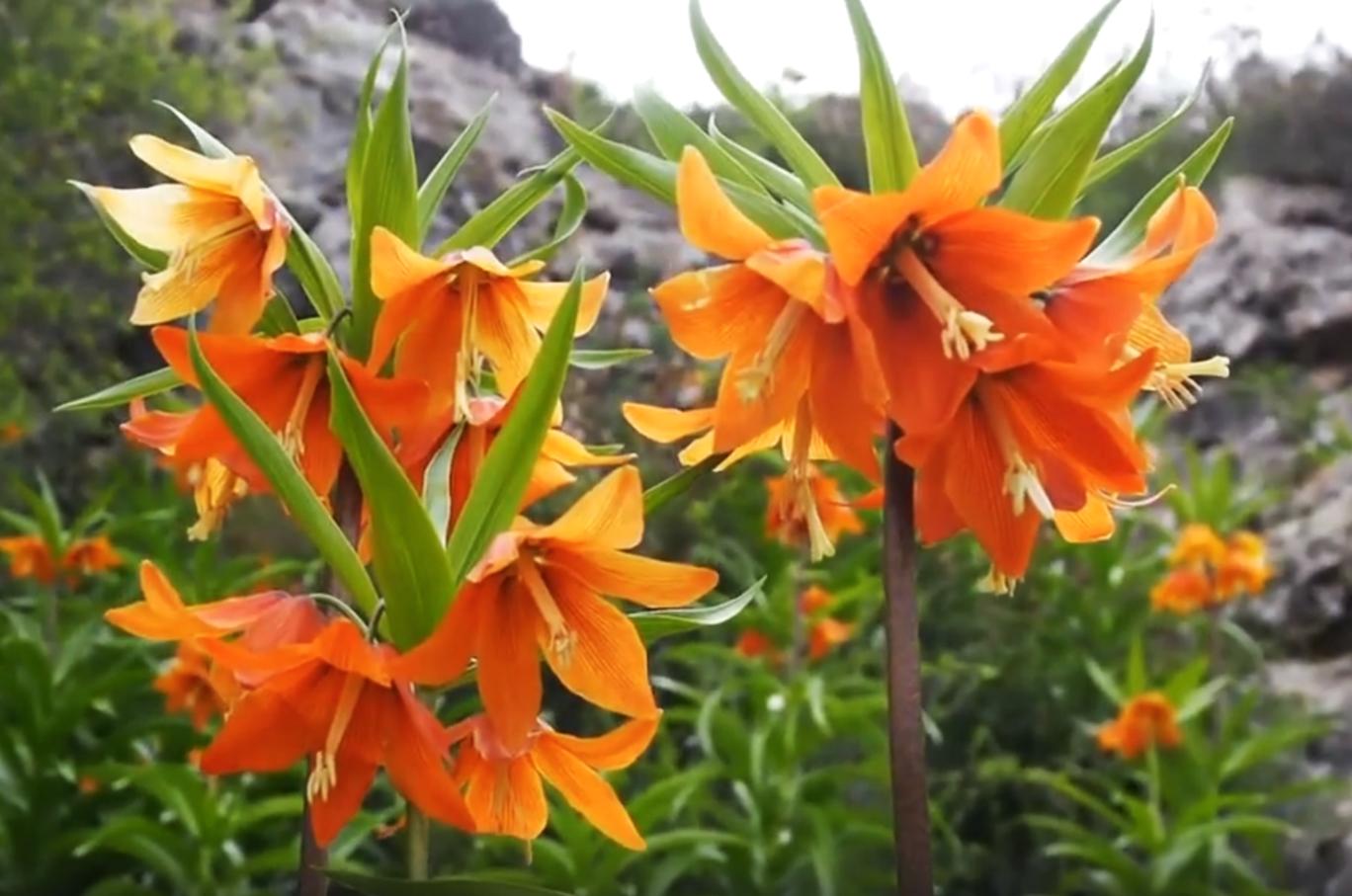 В Эрмитаже будут отмечать день цветения рябчика