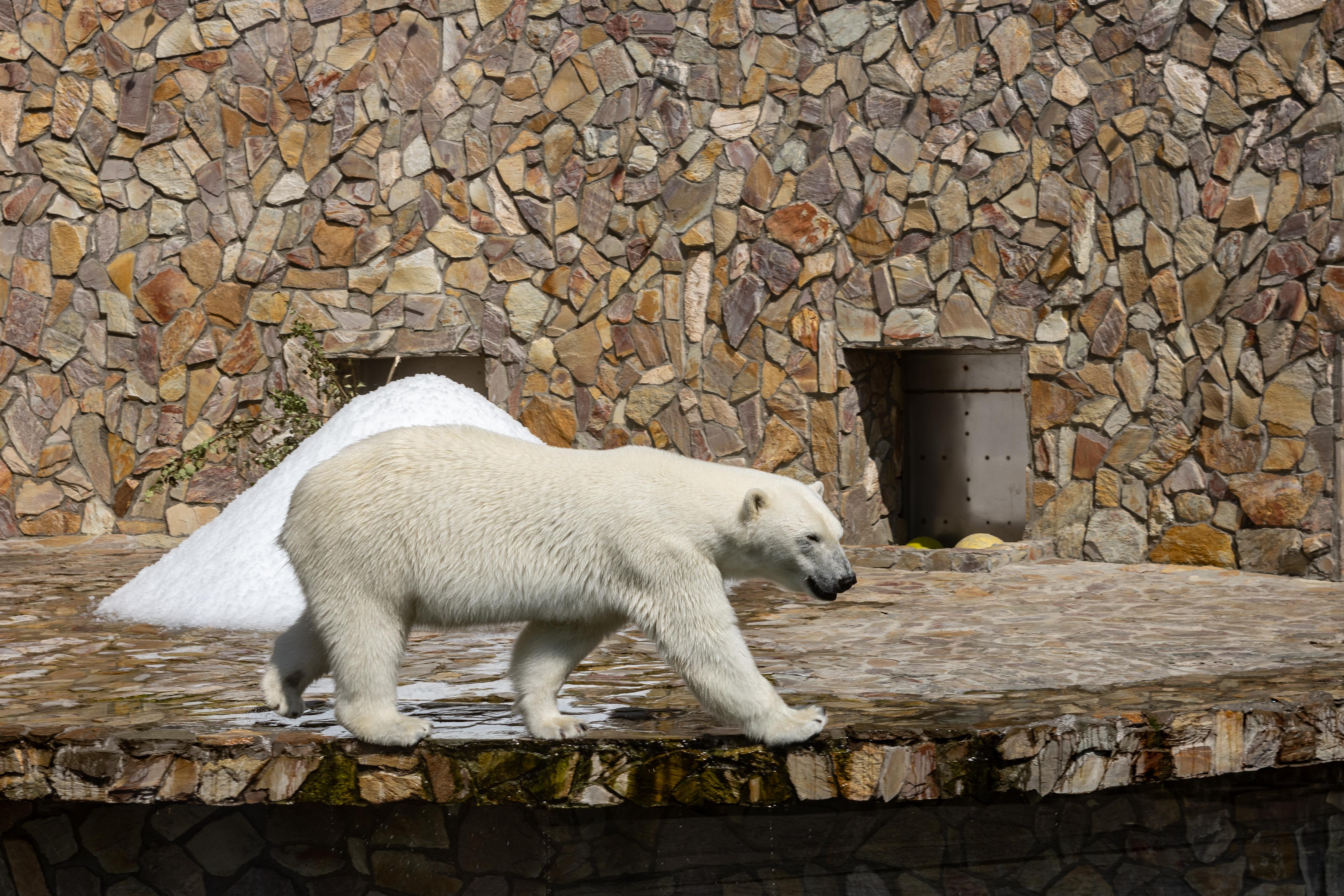 День рождения медведицы Хаарчааны в Ленинградском зоопарке 2025