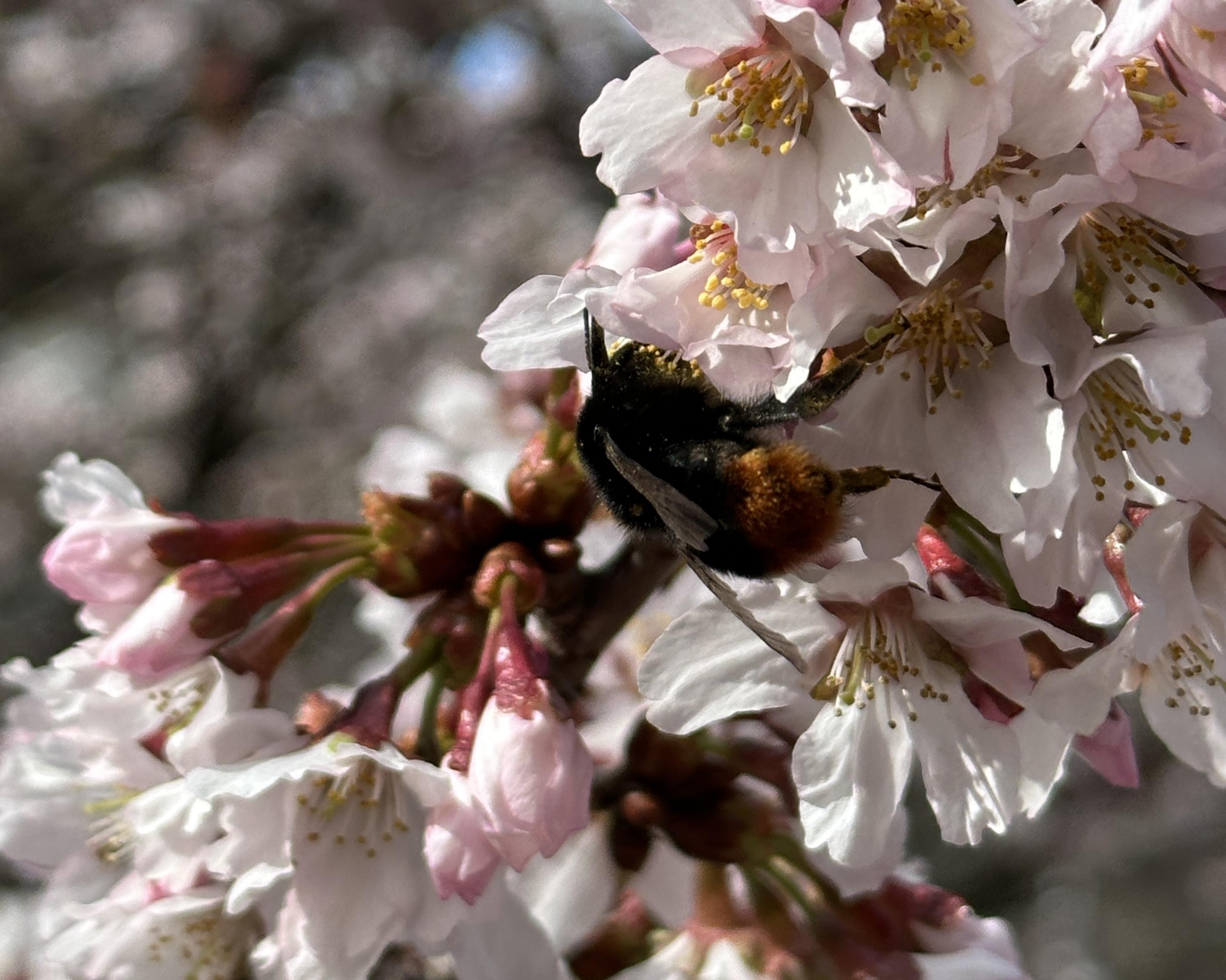 Сакура в парке Галицкого: когда увидеть цветение в 2026