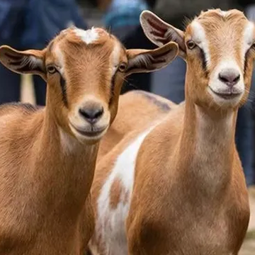 Автобусная экскурсия «Секреты сыроварения: от коз до дегустации» со скидкой 25%