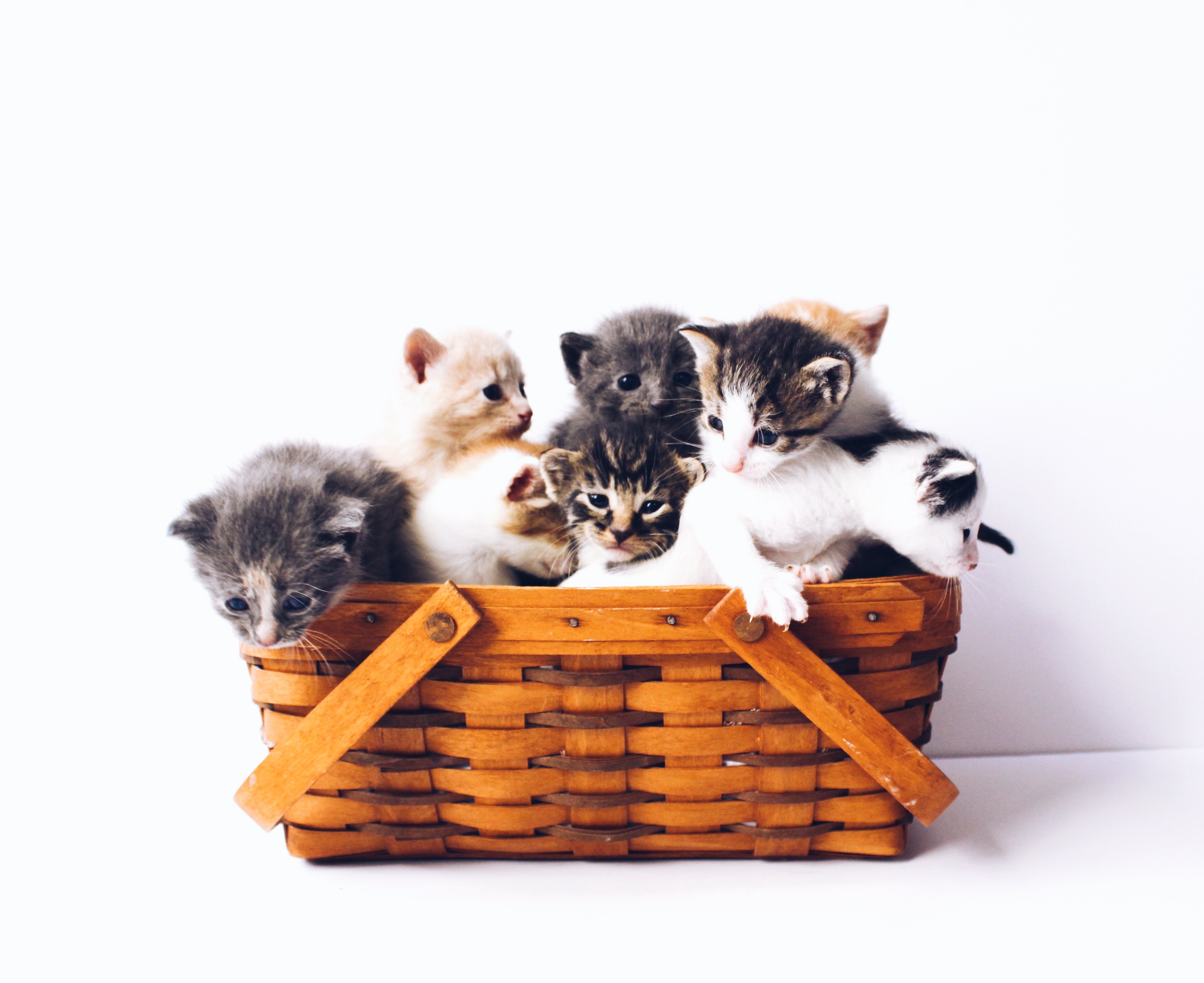 Котята в корзинке картинки