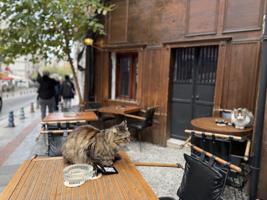 10 кошачьих городов мира: не только Зеленоградск и Стамбул