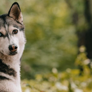 Дог-трекинг по маршруту «Гора Пионерская» Дог-трекинг по маршруту «Гора Пионерская» со скидкой 20%