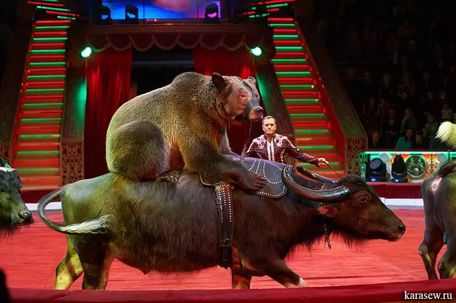 Шоу «Медведи на буйволах» в цирке «Автово» со скидкой до 50%