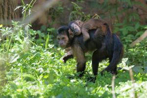 В Ленинградском зоопарке у капуцинов Рикардо и Веты родился детеныш