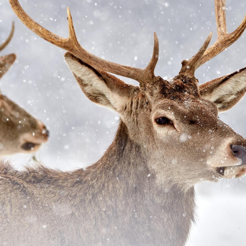 Экскурсия на Ивановскую экоферму и Моховые горы Экскурсия на Ивановскую экоферму и Моховые горы