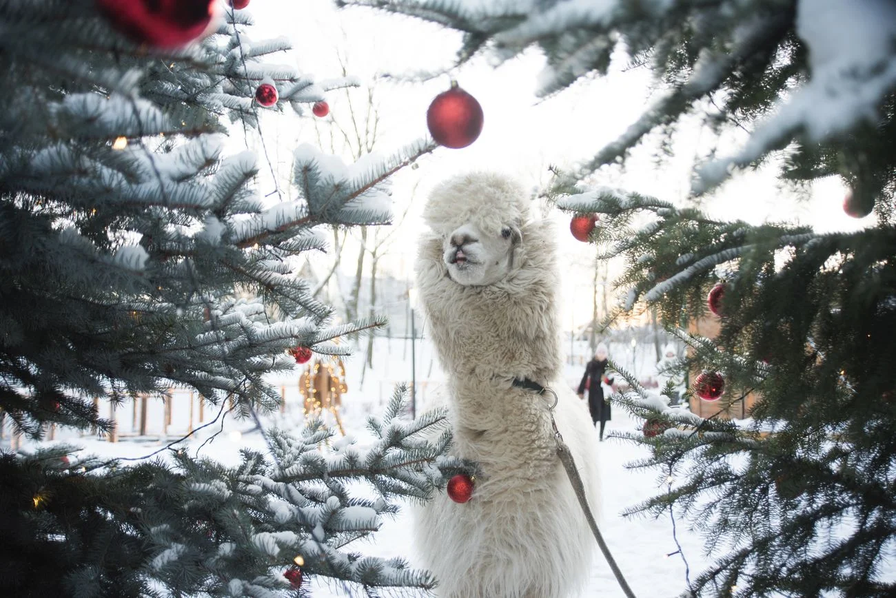 Посещение «Городской фермы» на ВДНХ в выходные со скидкой 20%