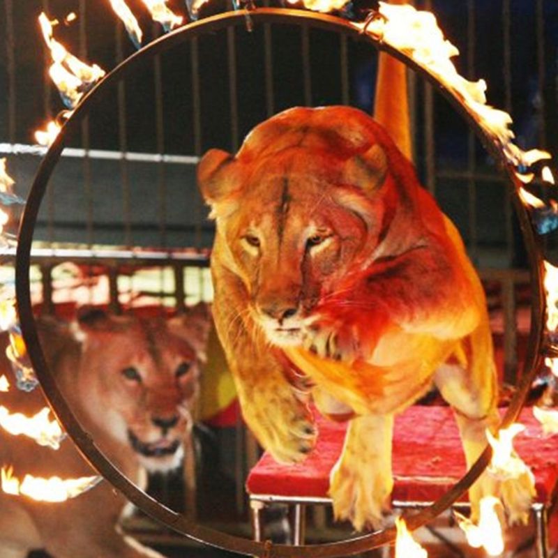 Новое цирковое шоу «Империя львиц» в цирке «В Автово»