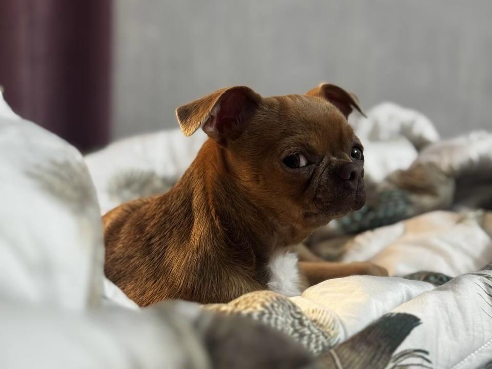 В музеях Москвы появятся зоны для животных