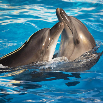 Экскурсия в дельфинарий «Акварель» Экскурсия в дельфинарий «Акварель»